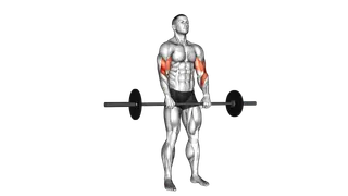 Barbell Reverse Curl exercise