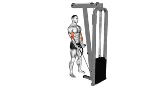 Cable Hammer Curl (with rope) exercise