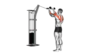 Cable Rear Delt Row (with rope) exercise