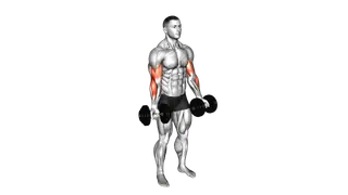 Dumbbell Biceps Curl exercise