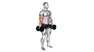 Dumbbell Hammer Curl exercise