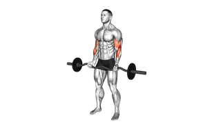 EZ Barbell Curl