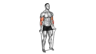 Band Alternating Biceps Curl exercise