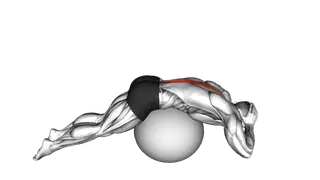Back Extension on Exercise Ball exercise