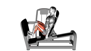 Lever Seated Squat Calf Raise on Leg Press Machine exercise