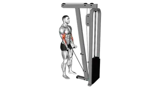 Cable Close Grip Curl exercise
