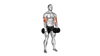 Dumbbell Biceps Curl Reverse exercise