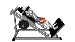 Sled Full Hack Squat exercise