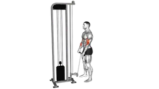 Cable Standing Reverse Grip Curl (Straight bar) exercise