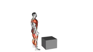 Jump on Fit Box