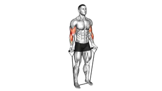 Band Biceps Curl exercise