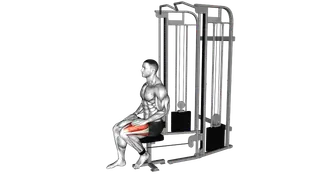 Cable Seated Leg Extension exercise