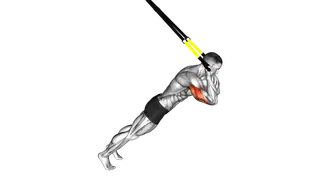 Suspension Triceps Extension