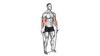 Band Standing Reverse Curl exercise