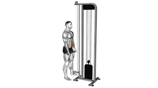 Cable Standing Wrist Curl exercise