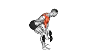 Dumbbell Bent Over Reverse Raise (skier) exercise