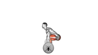 Barbell Deadlift exercise