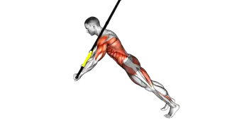 Suspender Chest Press to Rollout exercise