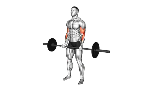 Barbell Curl exercise demonstration