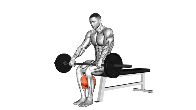 Barbell Seated Calf Raise exercise demonstration
