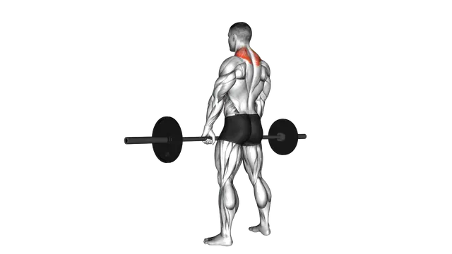 Barbell Shrug exercise demonstration
