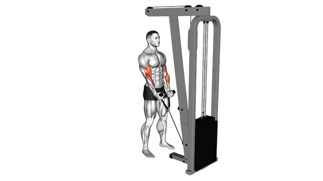 Cable Hammer Curl (with rope) exercise demonstration