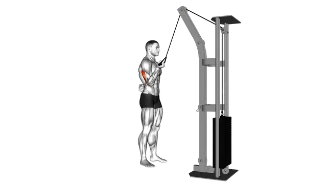 Cable Standing One Arm Triceps Extension exercise demonstration