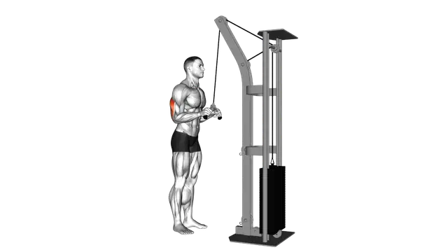 Cable Triceps Pushdown (V bar attachment) exercise demonstration