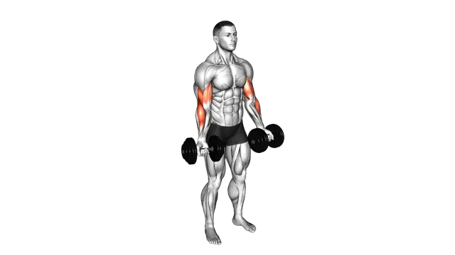 Dumbbell Biceps Curl exercise demonstration