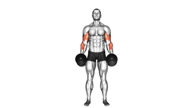 Dumbbell Cross Body Hammer Curl exercise demonstration