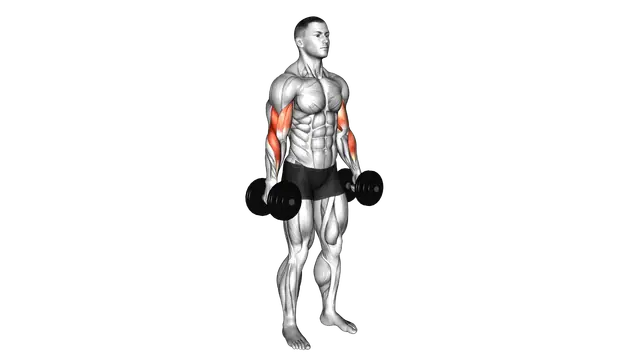 Dumbbell Hammer Curl exercise demonstration