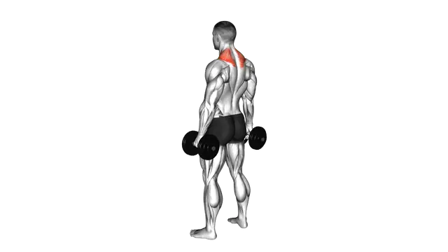 Dumbbell Shrug exercise demonstration