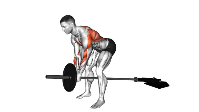 Lever Bent over Row (plate loaded) exercise demonstration