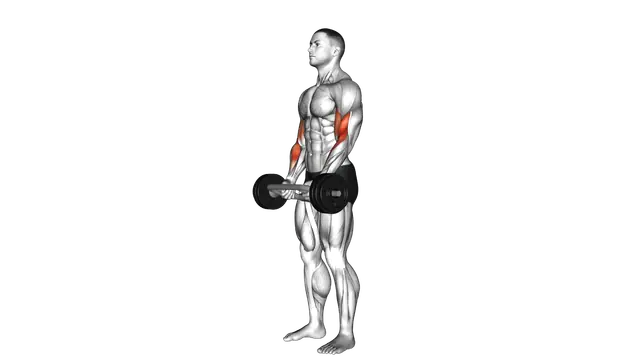 Olympic Barbell Hammer Curl exercise demonstration