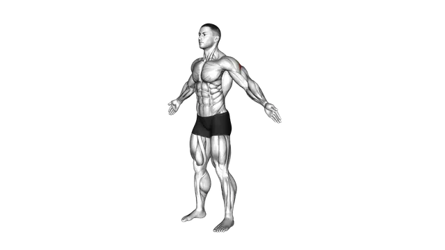 Bodyweight Standing Rear Delt Fly Pulse exercise demonstration