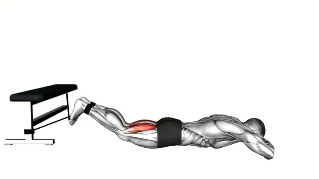 Band Lying Leg Curl exercise demonstration