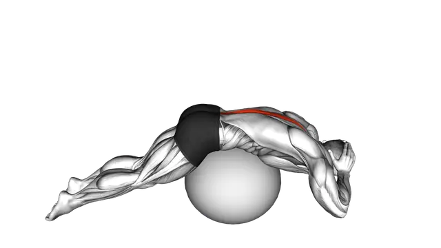 Back Extension on Exercise Ball exercise demonstration