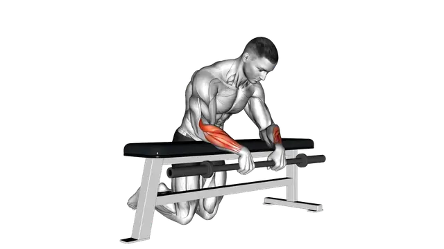 Barbell Palms Down Wrist Curl Over A Bench exercise demonstration
