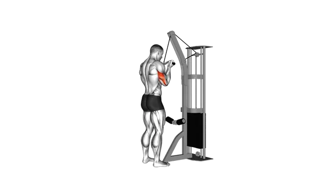 Cable Reverse Grip Triceps Pushdown (SZ bar) exercise demonstration