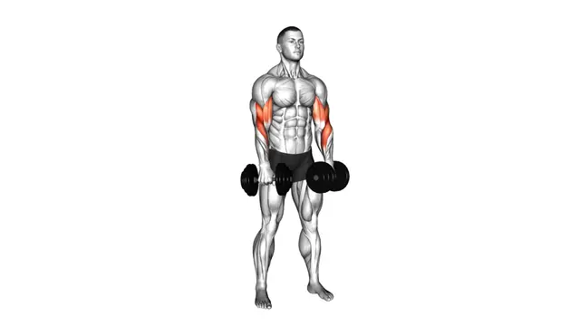 Dumbbell Biceps Curl Reverse exercise demonstration