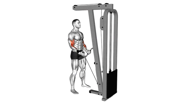 Cable Curl with Multipurpose V bar exercise demonstration