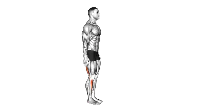 Standing Toe Down Hamstring Stretch exercise demonstration