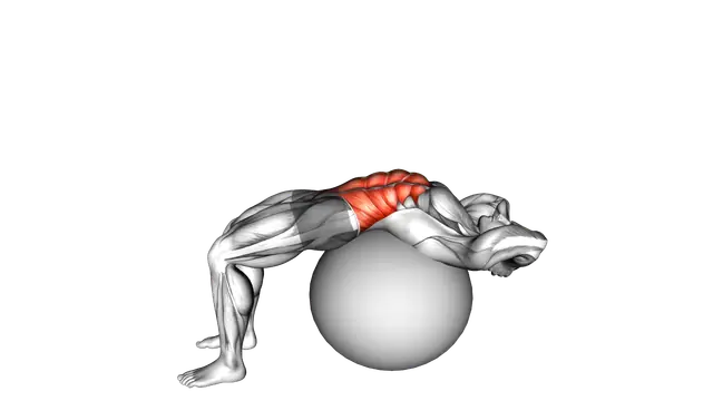 Stability Ball Crunch (Full range hands behind head) exercise demonstration