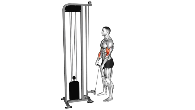 Cable Standing Reverse Grip Curl (Straight bar) exercise demonstration