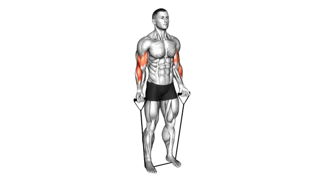 Band Biceps Curl exercise demonstration