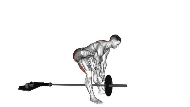 Landmine Romanian Deadlift exercise demonstration