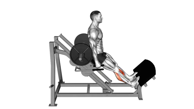 Sled Backward Angled Calf Raise exercise demonstration