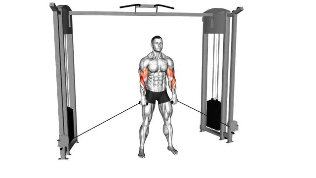 Cable Cross Body Hammer Curl exercise demonstration